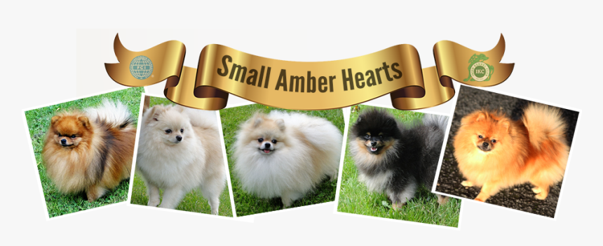 Pomeranian, HD Png Download, Free Download