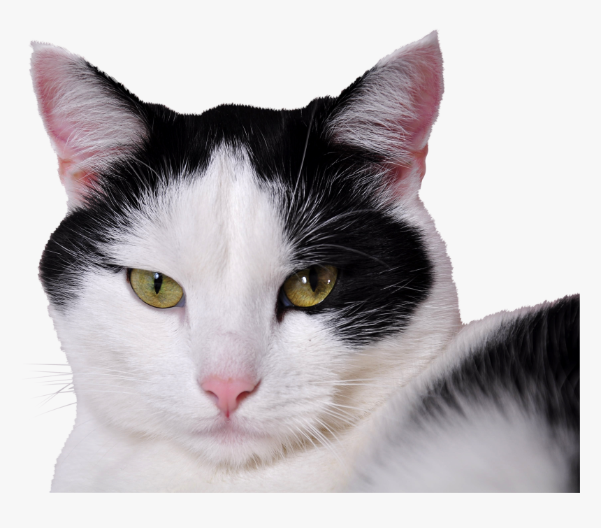 Cat, HD Png Download, Free Download