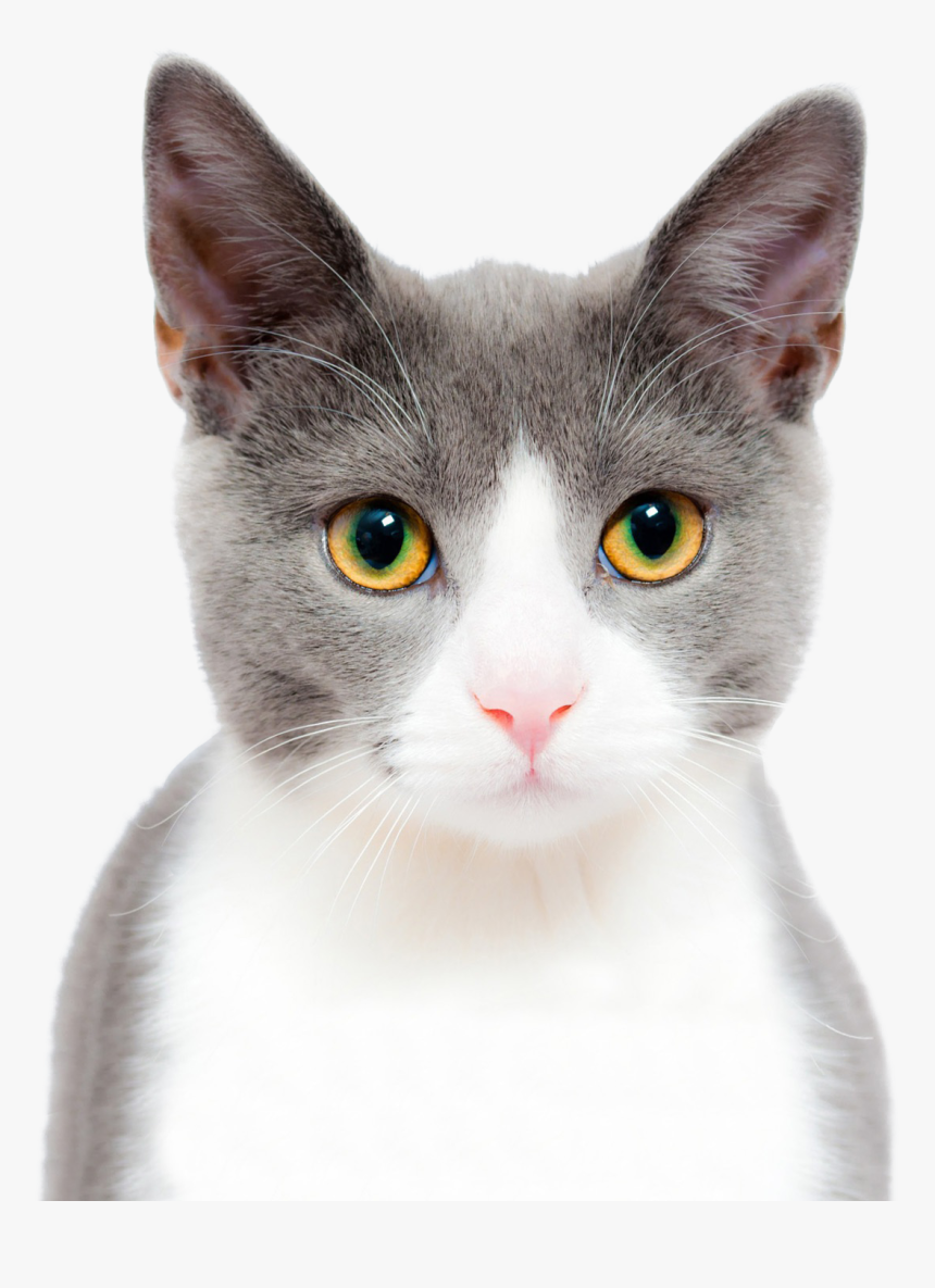 Cat Cute Png Image - Cat Face Transparent Background, Png Download, Free Download