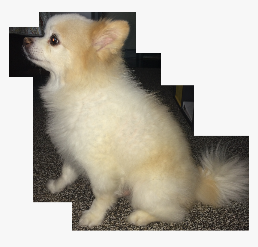 Xoklgxt - Pomeranian, HD Png Download, Free Download