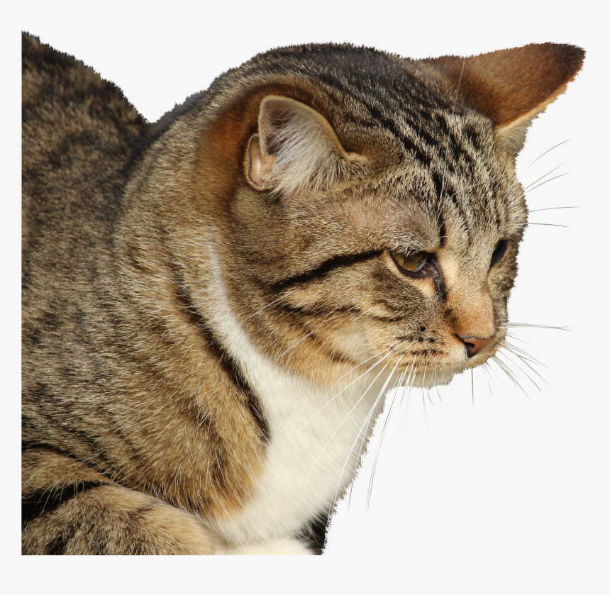 Cat Nose Png, Transparent Png, Free Download