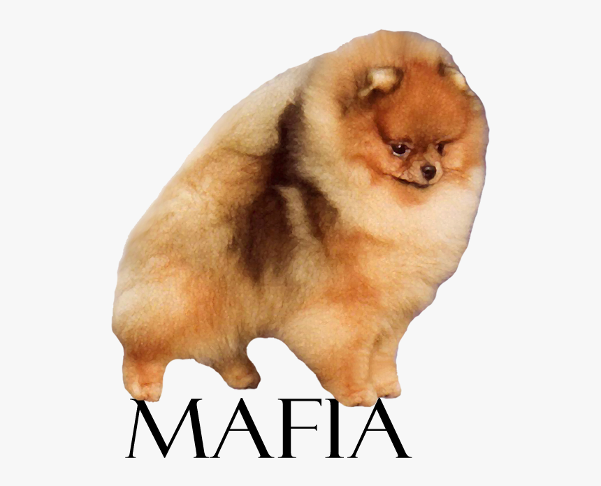 Pomeranian, HD Png Download, Free Download