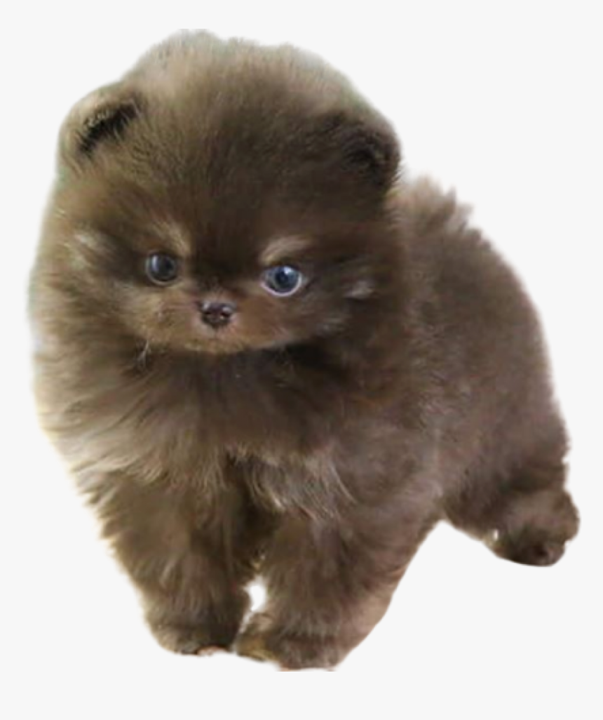 Chocolate Pomeranian For Sale - Pomeranian, HD Png Download, Free Download