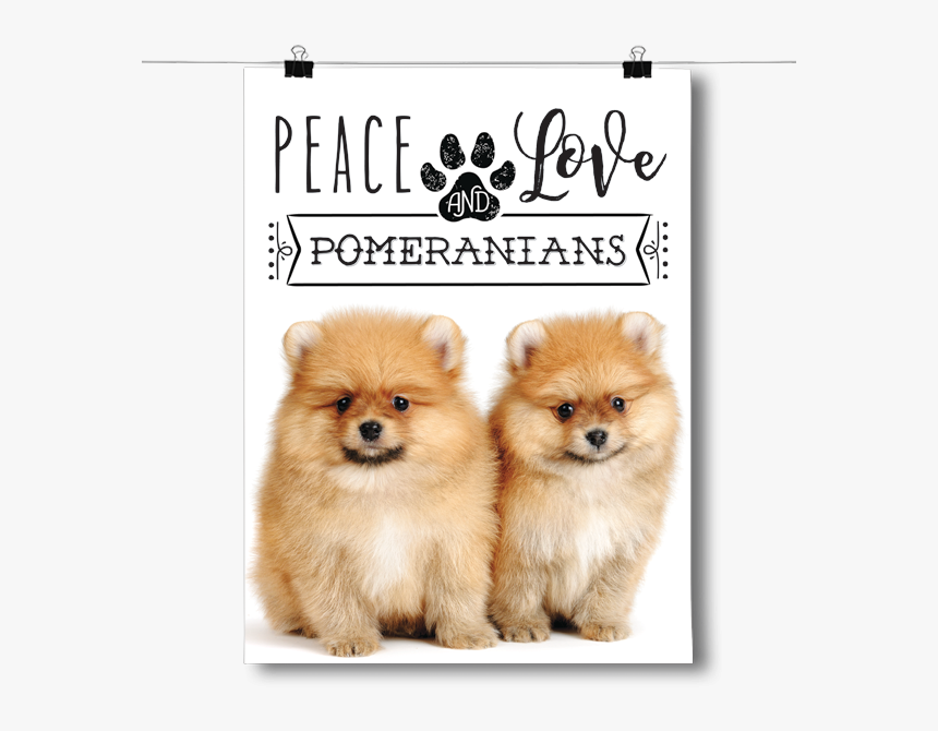 Peace Love And Pomeranians - Dog Is Right For Me, HD Png Download, Free Download