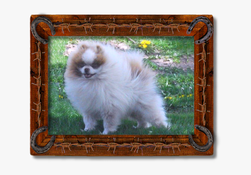 Pomeranian, HD Png Download, Free Download