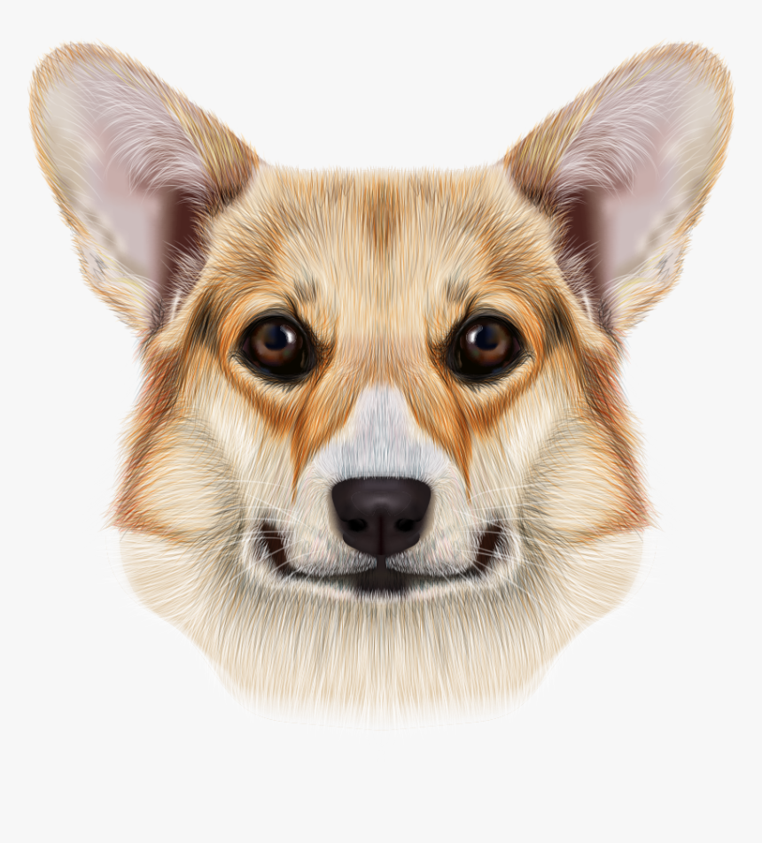 Pembroke Welsh Corgi Cardigan Welsh Corgi Pug Pomeranian - Welsh Corgi Infographics, HD Png Download, Free Download