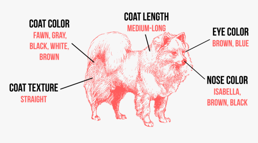 Tibetan Mastiff Coat Types, HD Png Download, Free Download