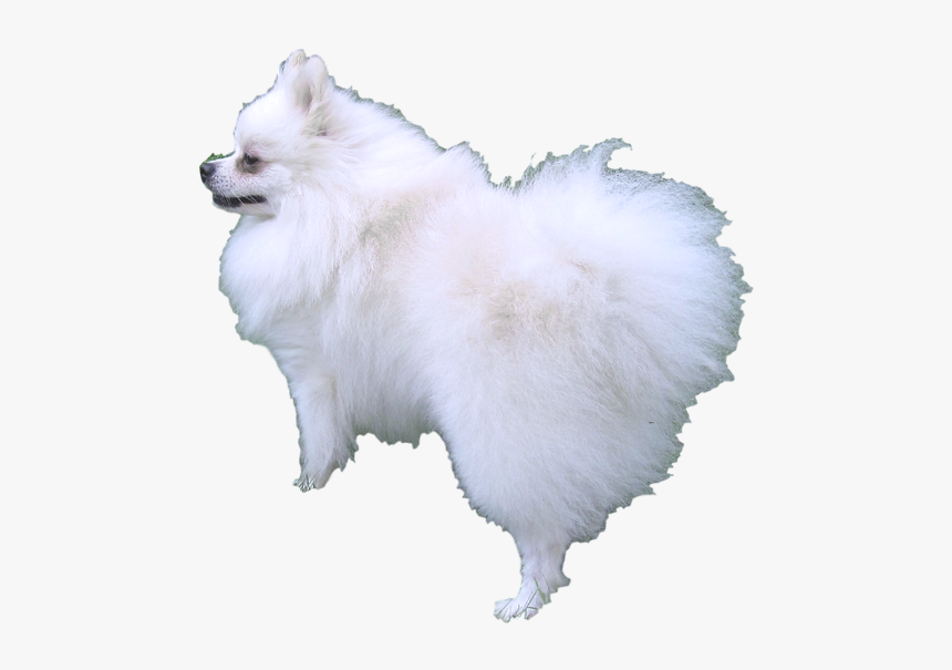 German Spitz Mittel, HD Png Download, Free Download