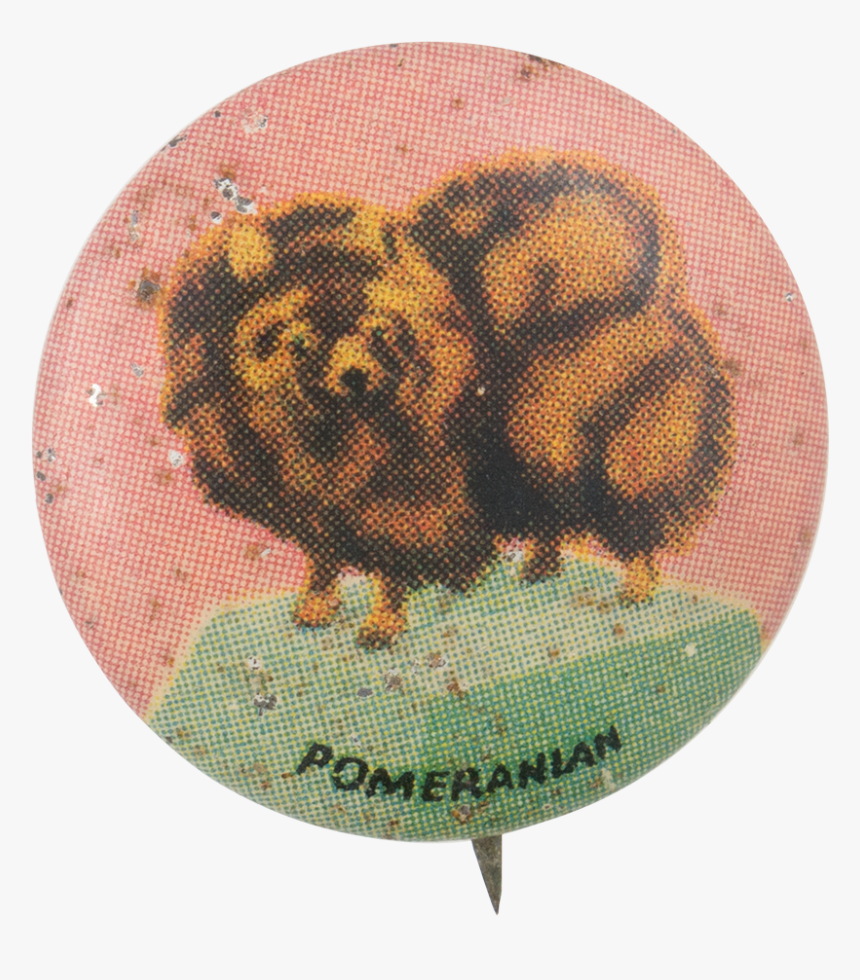 Pomeranian Art Button Museum - Pomeranian, HD Png Download, Free Download