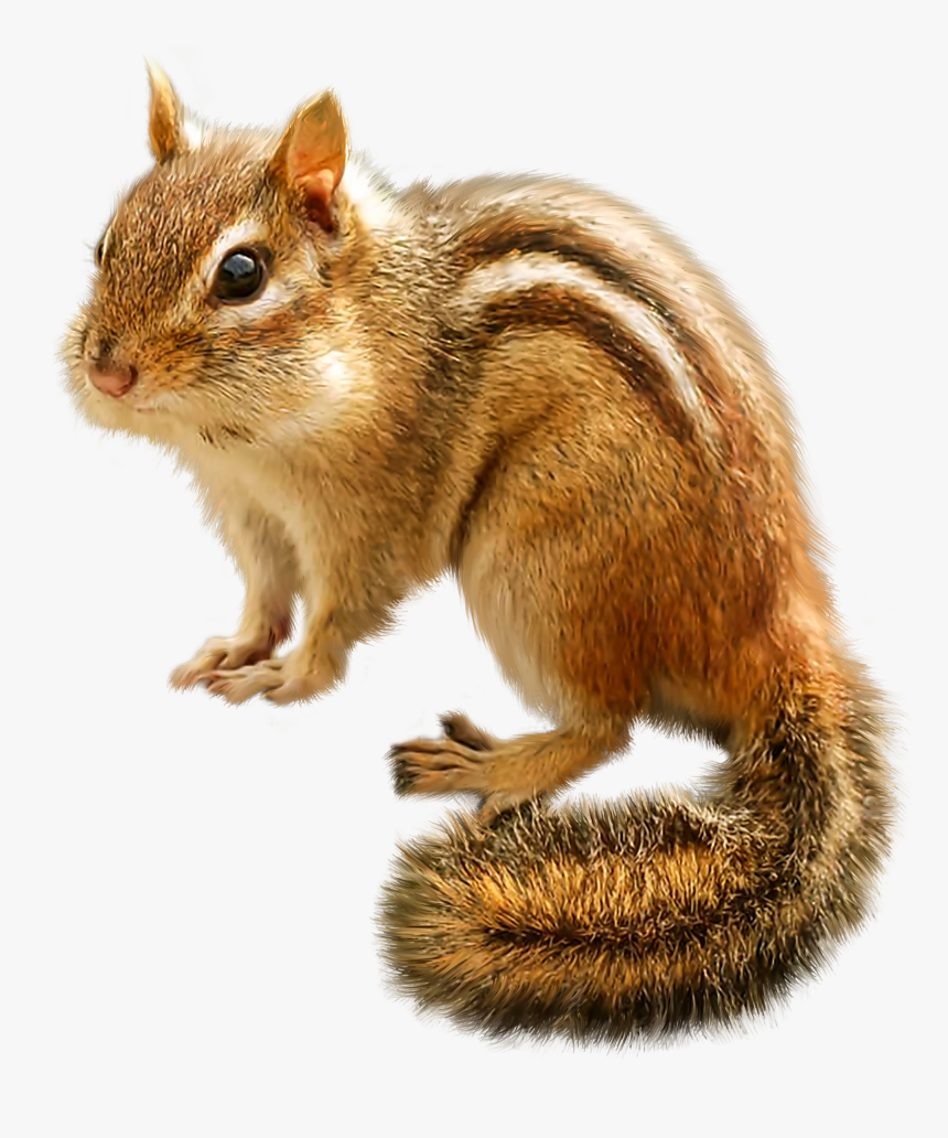 Chipmunk Png Clip Art - Chipmunk Clipart Png, Transparent Png, Free Download