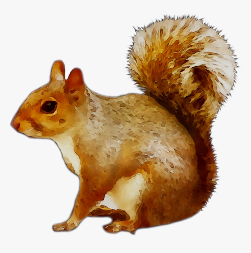 Chipmunk Cat Squirrel Image Newspaper - Clip Art Of Squirrels, HD Png Download, Free Download