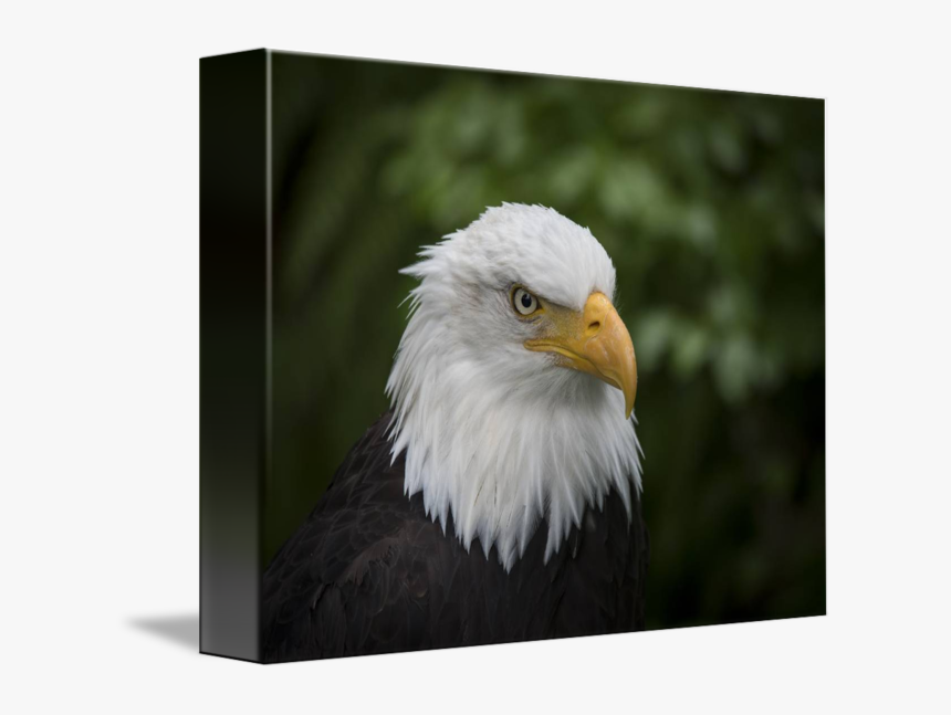 Clip Art Bald Eagle Head - Bald Eagle, HD Png Download, Free Download