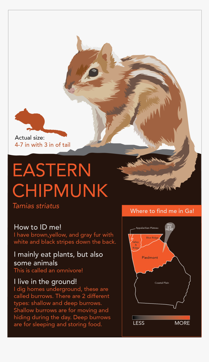 So Depicted Below Are Animals In The Piedmont Region - Organ Mountains Chipmunk, HD Png Download, Free Download