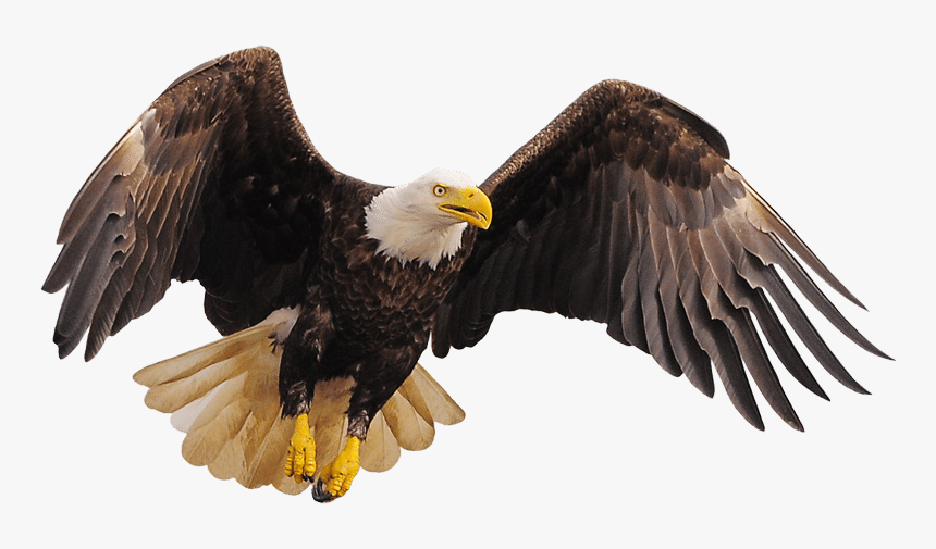 Transparent Bald Eagles Clipart - Roosting Eagle, HD Png Download, Free Download