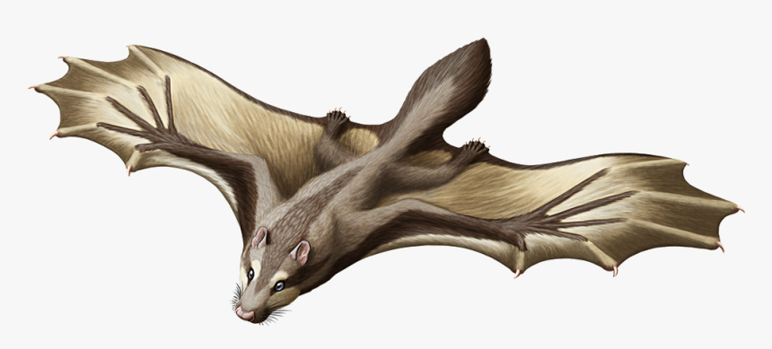 Argentoconodon Fariasorum-color - Argentoconodon, HD Png Download, Free Download