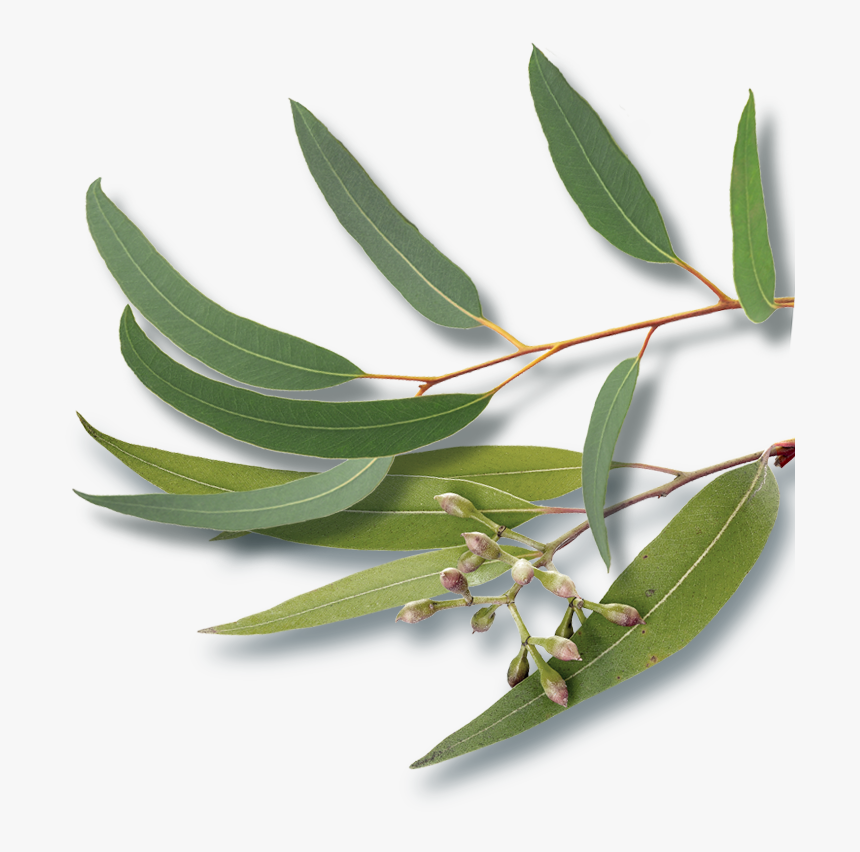 Transparent Shining Star Png - Bay Laurel, Png Download, Free Download