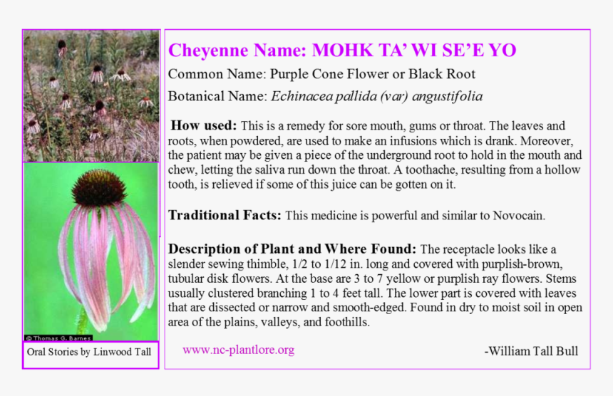 Plant Tag For Echinacea - Pondok Pesantren Husnul Khotimah, HD Png Download, Free Download