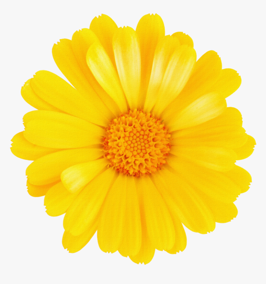 Margaritas Png Para Montajes ~ Rosavecina - Chicago Official Flower, Transparent Png, Free Download