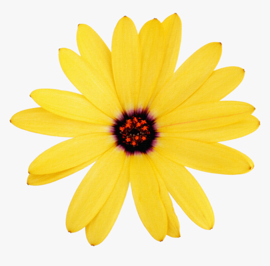 Backgrounds Download To Your Desktop, Margaritas - African Daisy, HD Png Download, Free Download