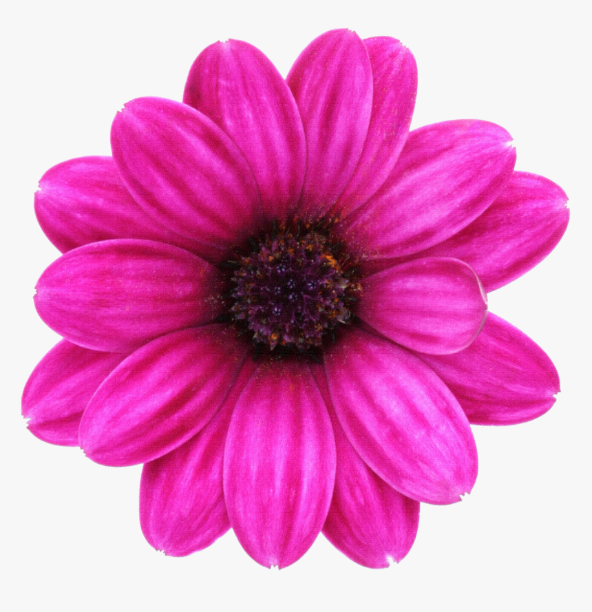 Transparent Margaritas Png - Pink And Fuchsia Flowers, Png Download, Free Download