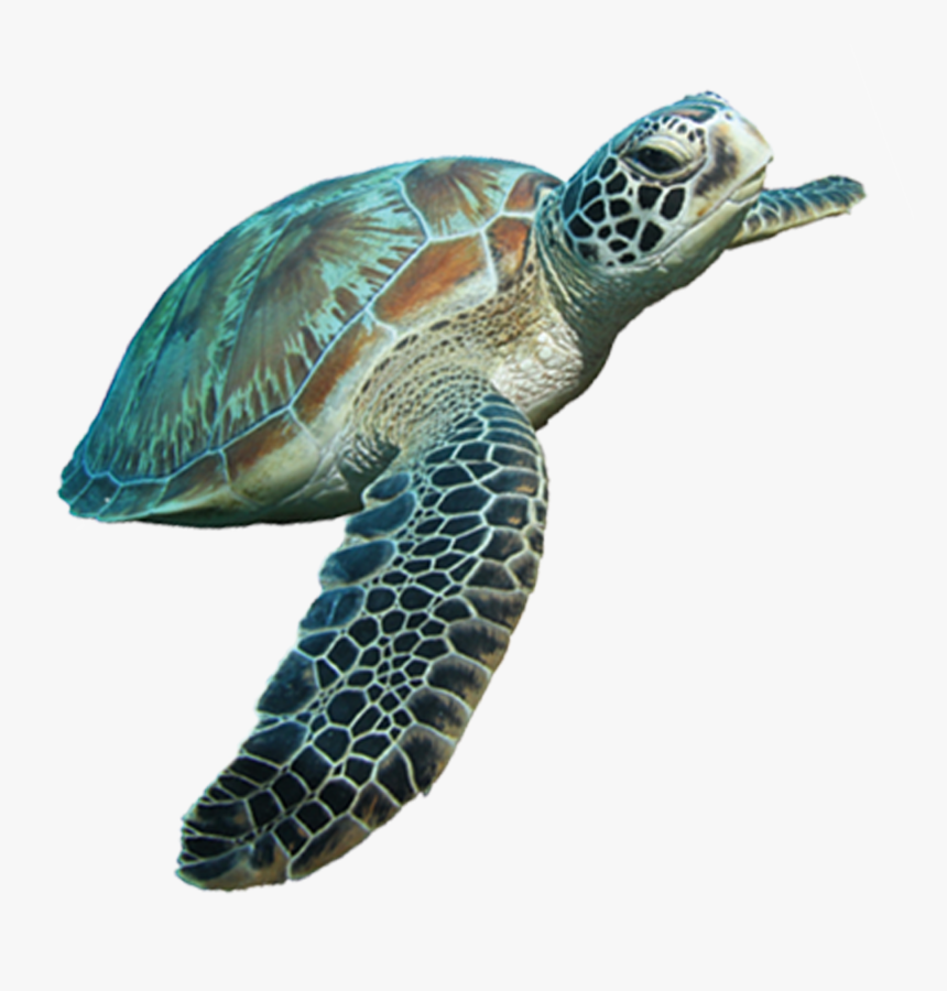 Sea Turtle Transparent Background, HD Png Download, Free Download