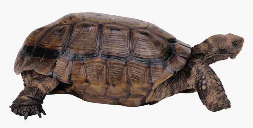 Desert Tortoise No Background, HD Png Download, Free Download