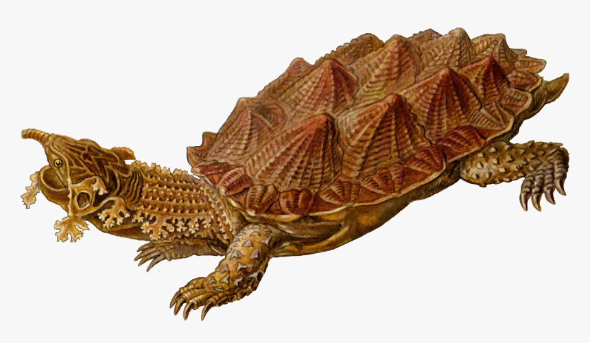 Prehistoric Turtle 5 Clip Arts - Prehistoric Animals Png, Transparent Png, Free Download