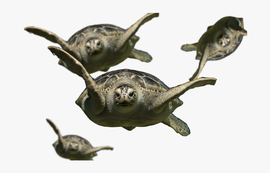 Turtles Flying With No Background - Florida Softshell Turtle, HD Png Download, Free Download