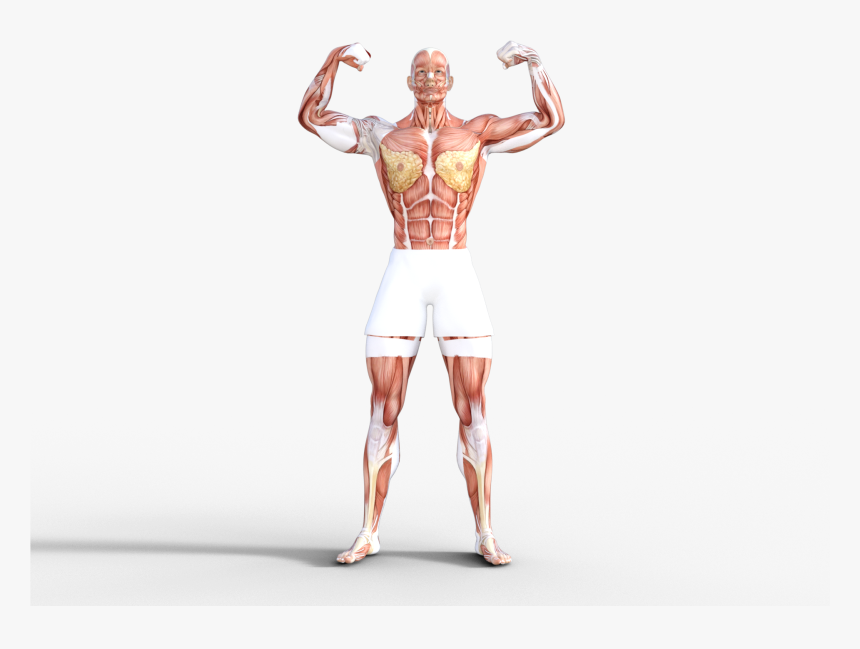 Of Course, The Movement Of The Skeletal Muscles Is - Illustration, HD Png Download, Free Download