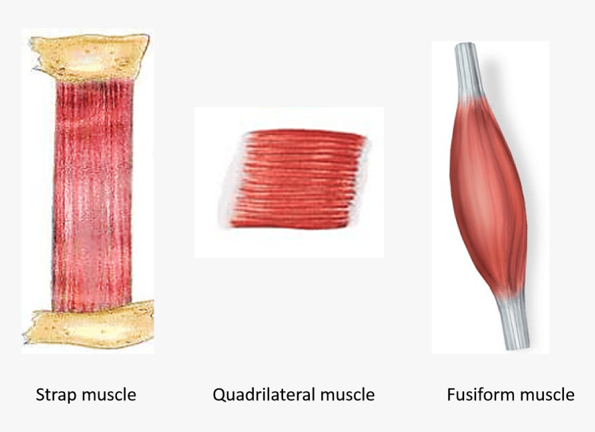 Transparent Muscles Png - Parallel Fasciculi, Png Download, Free Download