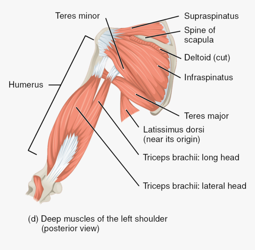 Deep Muscles Of The Left Shoulder, HD Png Download, Free Download