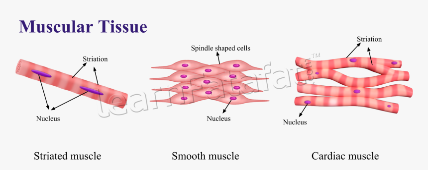 Transparent Chapter Clipart - Animal Tissue Diagram Class 9, HD Png Download, Free Download