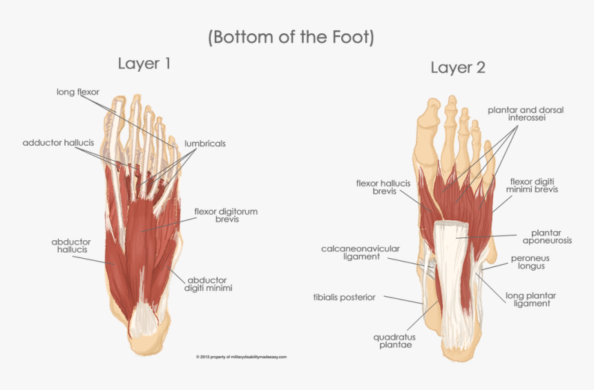 Muscles Sole Of The Foot, HD Png Download, Free Download