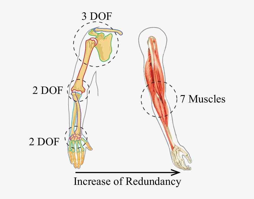 Human Arm Bone Diagram, HD Png Download, Free Download