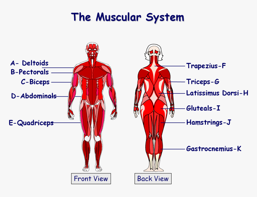 Muscles In The Body Gcse , Png Download - Gcse Pe Muscle Diagram, Transparent Png, Free Download