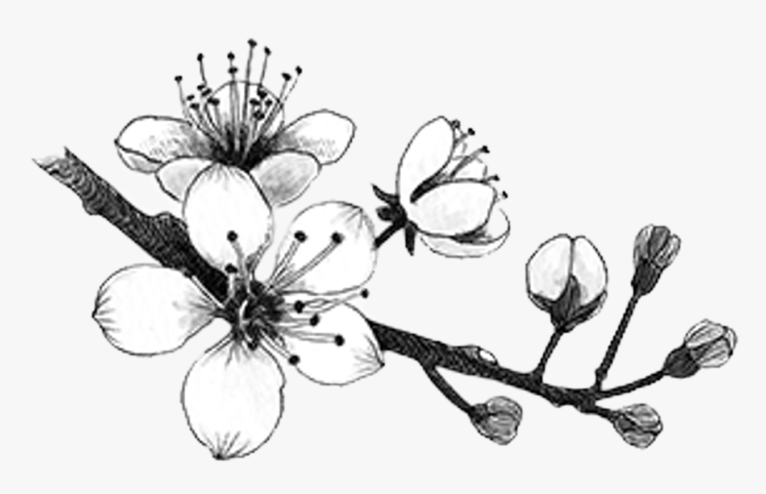 Drawing Japan Vintage - Cherry Blossom Black And White Transparent, HD Png Download, Free Download