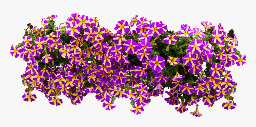 Flowers Nature Blossom Free Photo - Petunia Png, Transparent Png, Free Download