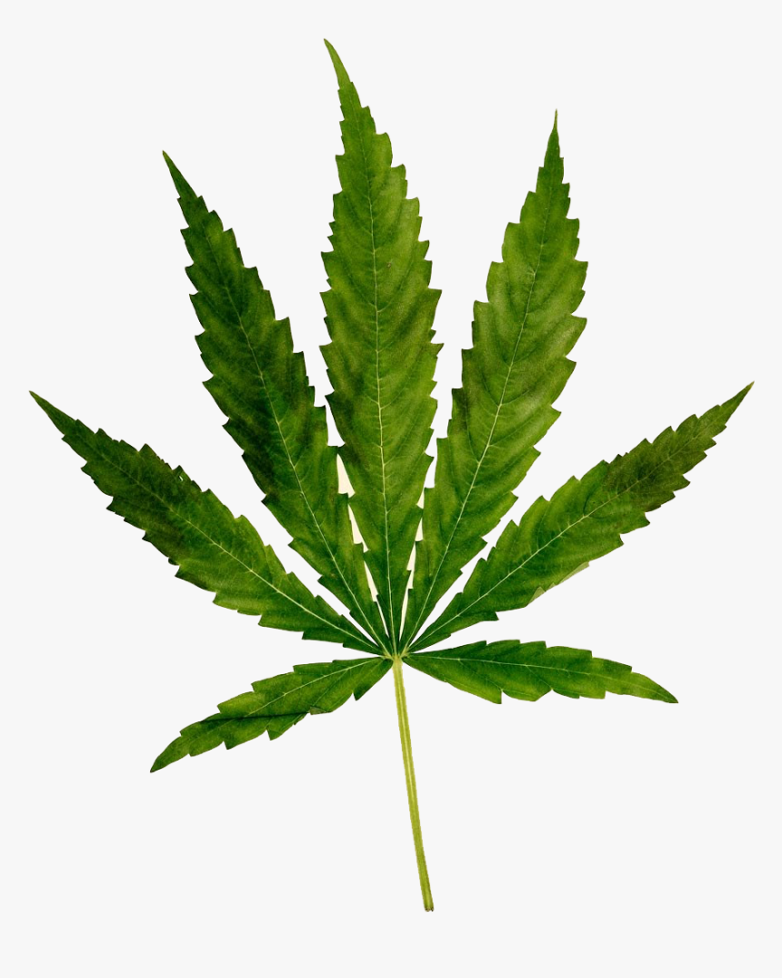 Cannabis Png Free Images - Weed, Transparent Png, Free Download