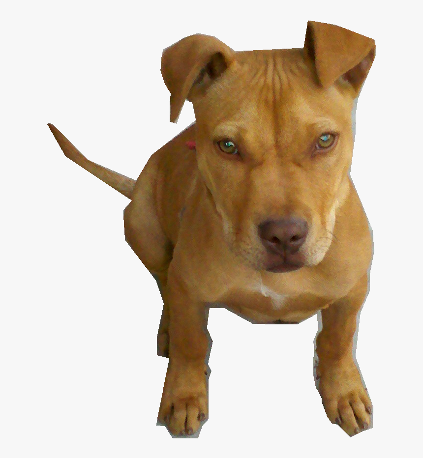 Perro Pitbull Bebe Png - Staffordshire Terrier Png, Transparent Png, Free Download