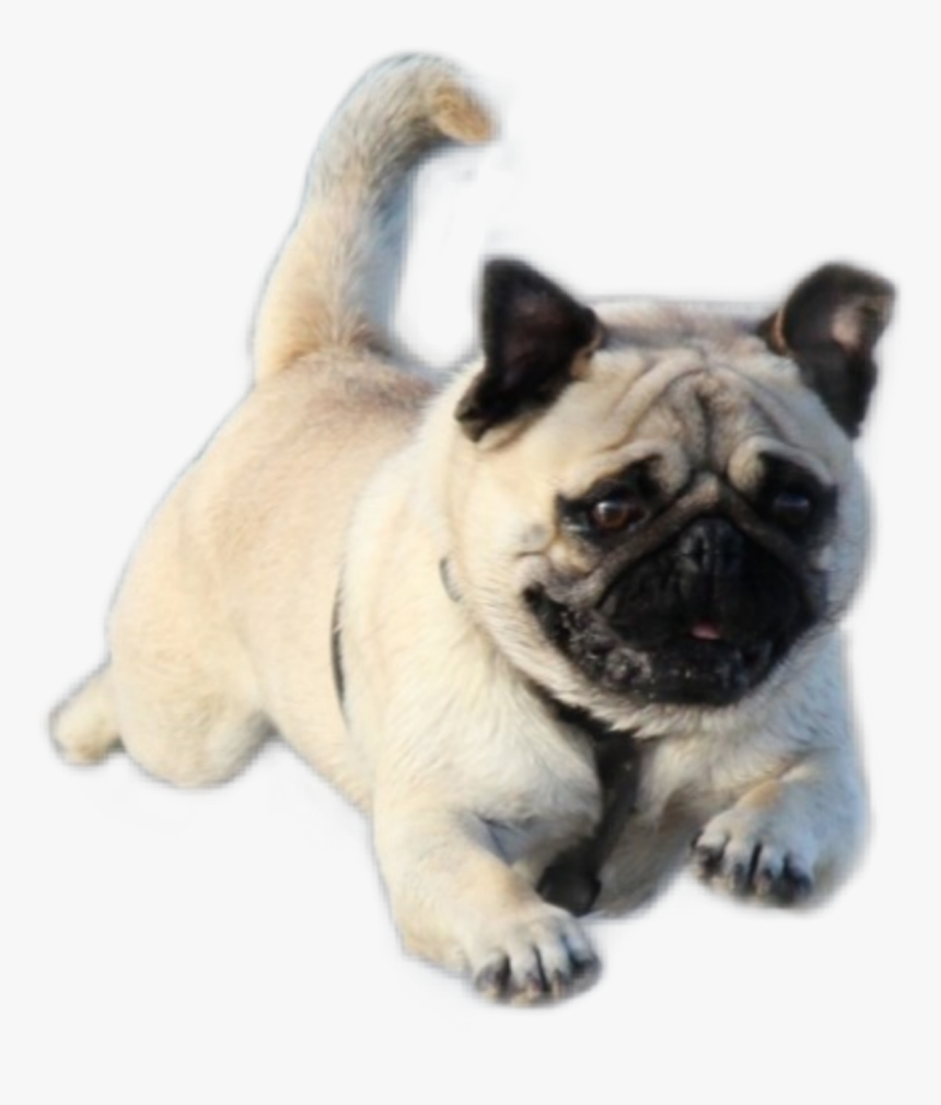 #perro🐶 #corriendo, HD Png Download, Free Download