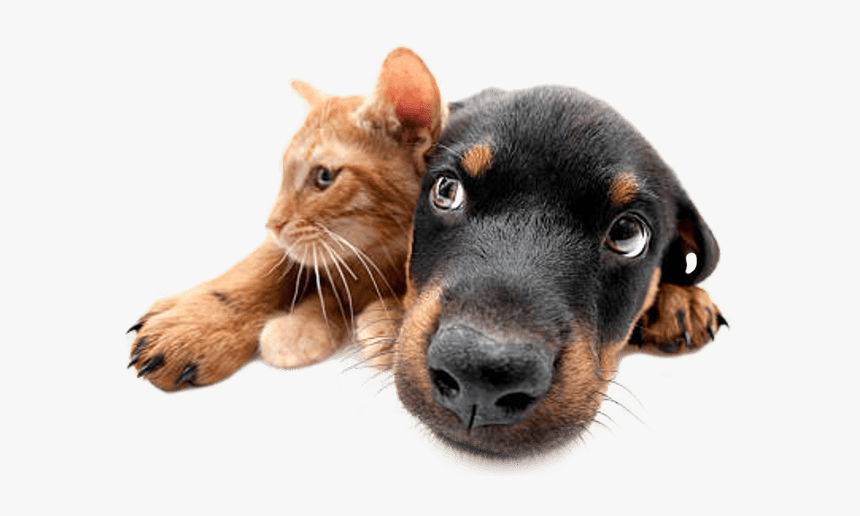 Comida Para Perro Y Gato Mascota Market - Perro & Gatos Png, Transparent Png, Free Download