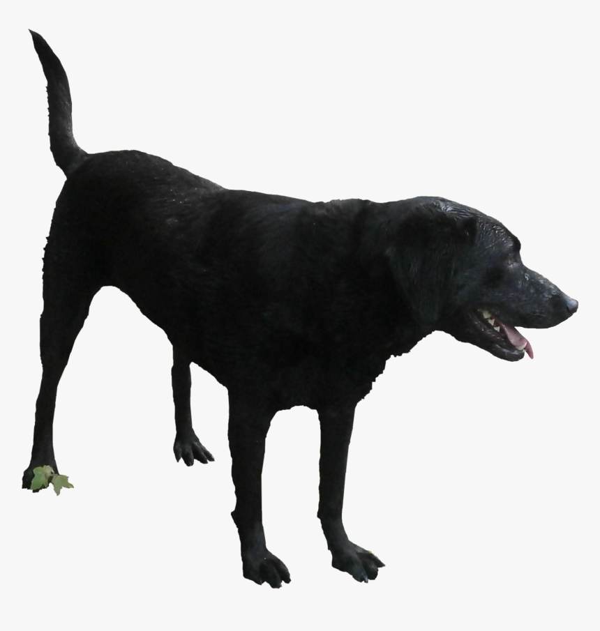 Black Dog Png - Black Lab Transparent Background, Png Download, Free Download