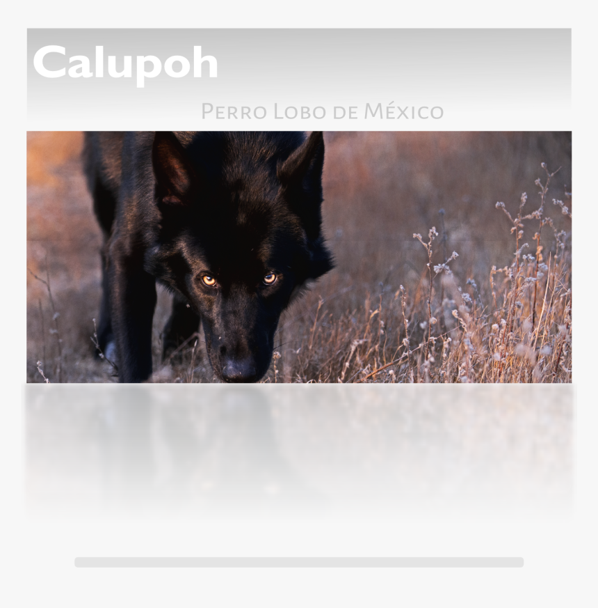 Rasa De Perro Calupoh, HD Png Download, Free Download