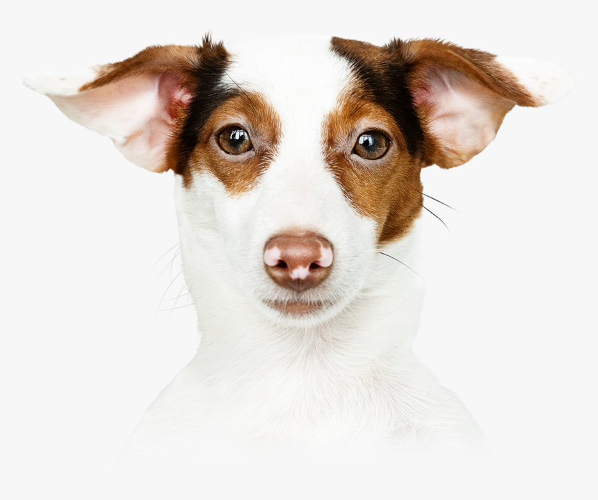 Dog, HD Png Download, Free Download