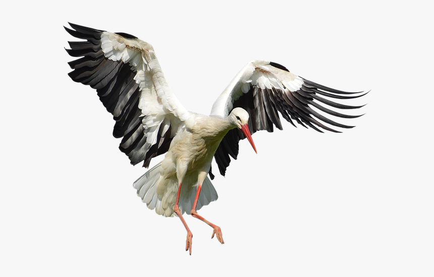 Stork Png Image With Transparent Background - Flying Stork Png, Png Download, Free Download