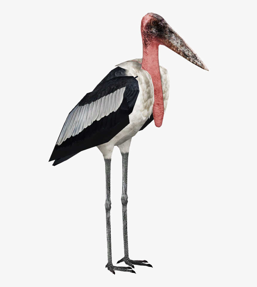 Stork Png High-quality Image - Greater Adjutant Stork Png, Transparent Png, Free Download