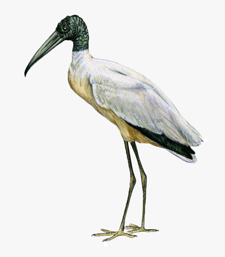 Stork Png Transparent Image - Mycteria Americana, Png Download, Free Download