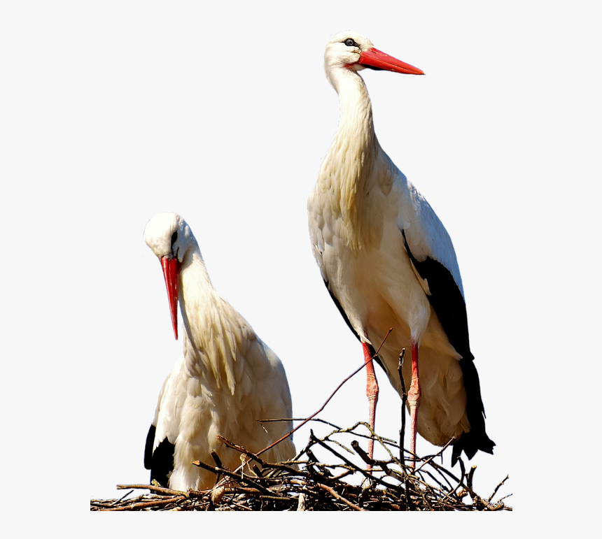 Storks, Pair, Birds, Stork, Flying, Rattle Stork, Bill - Cigueñas Png, Transparent Png, Free Download