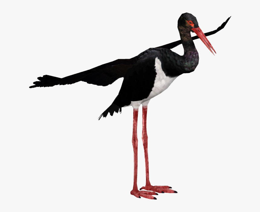 Black Stork Png - Abdim's Stork Zt2, Transparent Png, Free Download