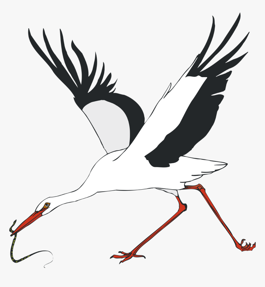 White Stork Water Bird Crane - White Stork, HD Png Download, Free Download